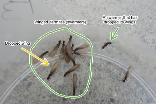 Figure 3: Winged termites, aka swarmers, dropped wings, and a wingless termite. Winged termites drop their wings once they land on the surface before mating