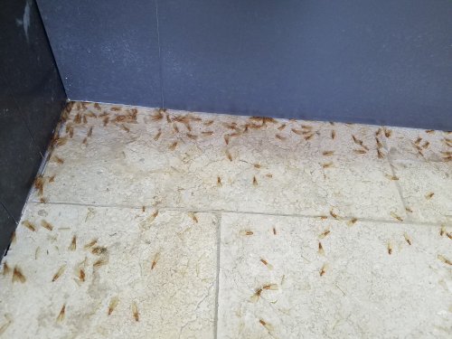 Figure 3: Dead winged termites are an indication of old or new termite infestation.