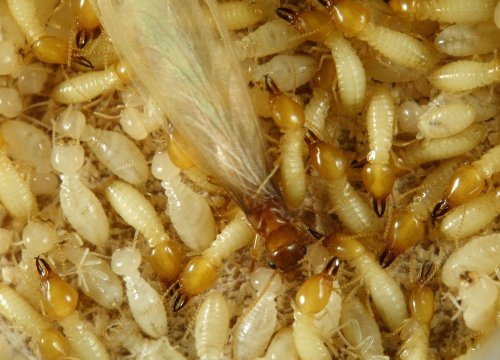 Figure 1: Example of termites workers, winged adults, and soldiers of Formosan subterranean termites - Photo credit: Dr. Siavash Taravati