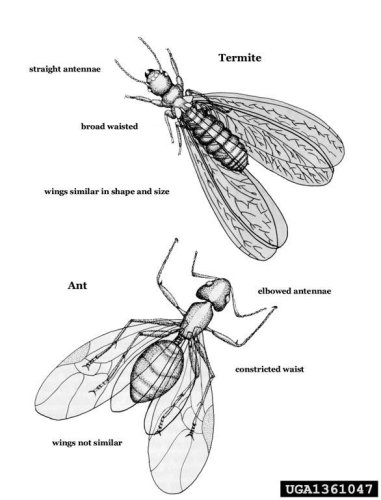 Figure 2: Difference of termites and ants. Notice the elbowed antennae of ants.