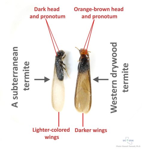 Figure 7: Difference between drywood termites and subterranean termites. Please note that there is some variation in color and size of various drywoods and subterranean termites. Credit: Dr. Siavash Taravati