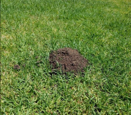 Figure 2: A Red imported fire ant mound on a lawn. Credit: Siavash Taravati, UCIPM