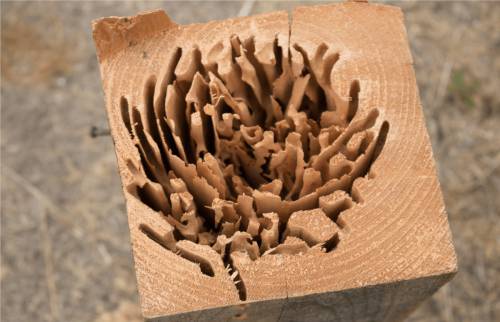 Figure 3: Galleries of a carpenter ant colony in a beam. Credits: China Wong, UNH.