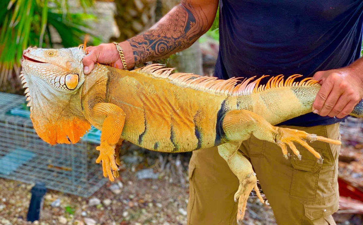 Figure 1: A male green iguana (Iguana iguana) captured in South Florida. As you can see, green iguanas are not always green. Adult males during breeding time become yellowish to orange in color. Photo by: Michael Ronquillo, Humane Iguana Control