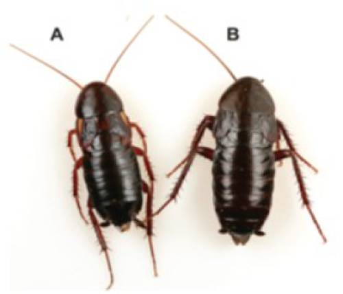 Figure 4: Adult females of A) Turkestan and B) Oriental cockroach. Photo credit: Dong-Hwan Choe