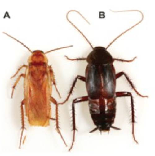Figure 5: Adult male A) Turkestan and B) Oriental cockroach. Photo credit: Dong-Hwan Choe