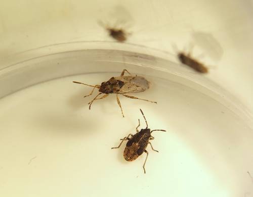 Figure 3: A false chinch bug adult (top, in focus) and nymph (bottom) as seen under the microscope. Photo credit: Siavash Taravati