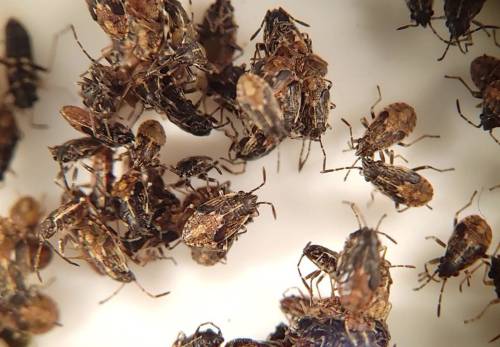 Figure 4: False chinch bug nymphs as seen under microscope. Photo credit: Siavash Taravati