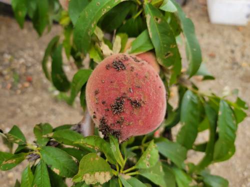 Figure 12: False chinch bugs aggregating on a peach fruit.