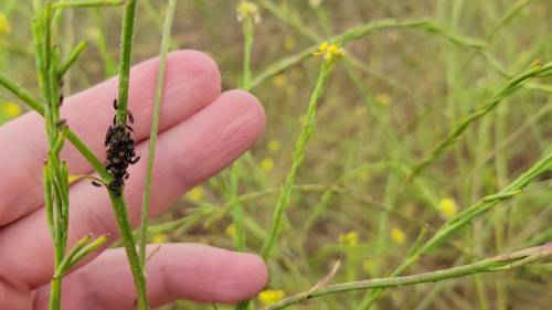Figure 2: False chinch bugs aggregating on a shortpod mustard (Hirschfeldia incana) stem. Photo credit: Siavash Taravati