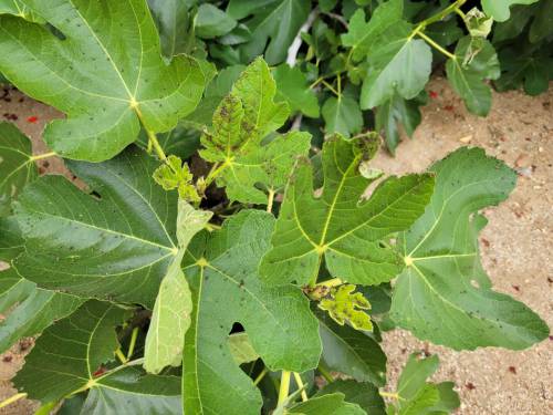 Figure 11: False chinch bugs on an edible fig plant.