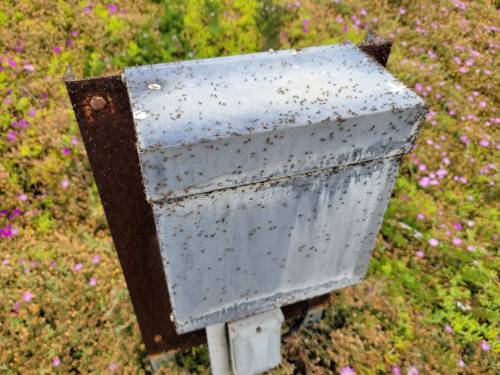 Figure 13: False chinch bugs on an outdoor electrical box. Photo credit: Siavash Taravati