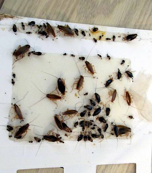 Figure 1: Sticky traps are a critical tool in assessment-based and IPM programs. They help quantify infestation levels, determine treatment needs, and track populations over time. Photo credit: Herb Field