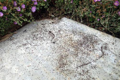 Figure 1: A mass of dead false chinch bugs on concrete. Photo credit: Siavash Taravati