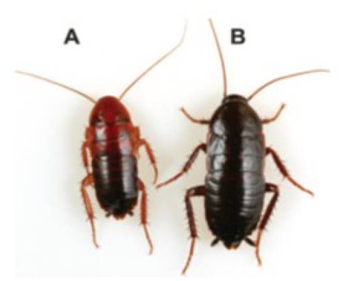 Figure 3: Nymphs of A) Turkestan and B) Oriental cockroach. Photo credit: Dong-Hwan Choe