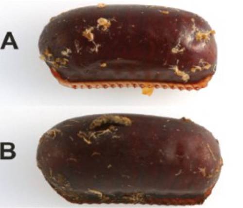 Figure 2: Ootheca of A) Turkestan and B) Oriental cockroach. Photo credit: Dong-Hwan Choe