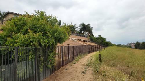 Figure 9: Photo showing fenced single-family properties on the left, a horse trail in the middle, and an unmanaged lot with shortpod mustard (Hirschfeldia incana) plants on the right. Photo credit: Siavash Taravati