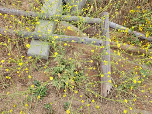 Figure 8: Shortpod mustards (Hirschfeldia incana) in bloom. Photo credit: Siavash Taravati