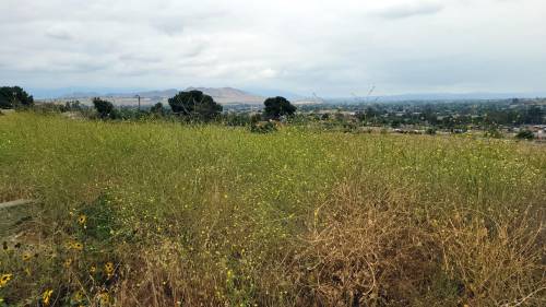 Figure 7: A large number of shortpod mustard (Hirschfeldia incana) plants on an unmanaged lot. Photo credit: Siavash Taravati