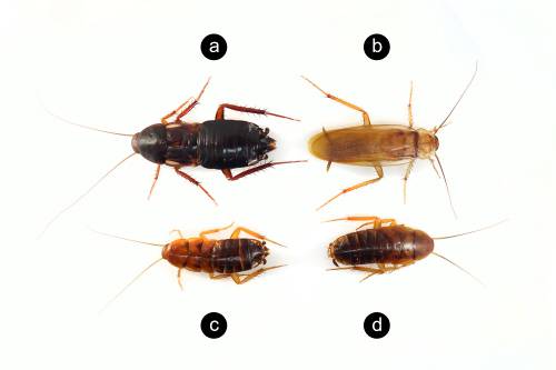 Figure 1: Turkestan cockroach. a) Adult female b) Adult male c) Female nymph d) Male nymph. Photo credit: Siavash Taravati