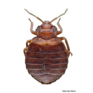 Bed bug identification service