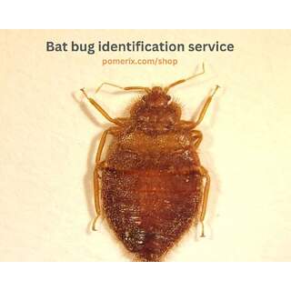 Bat bug identification service
