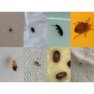 Bug identification service